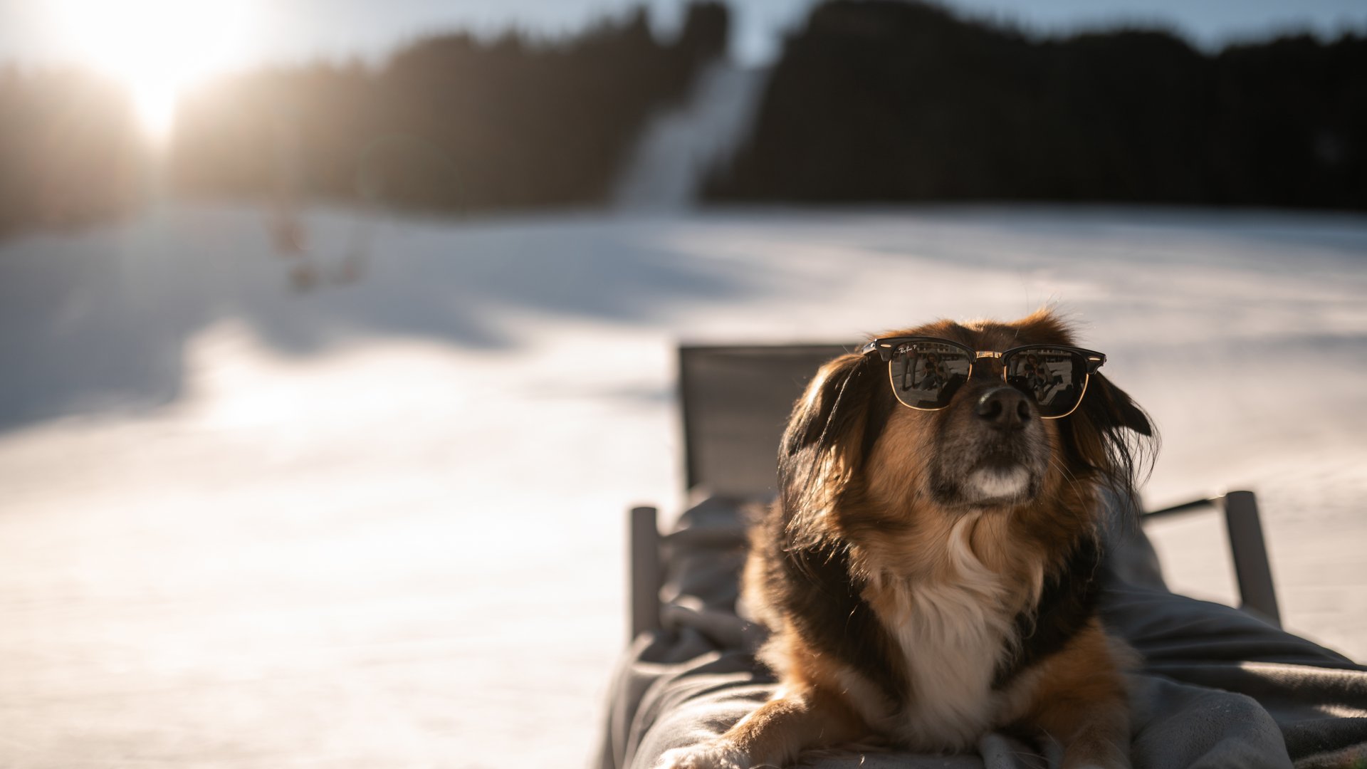 Hund liegt mit Sonnenbrille auf einer Liege mitten auf der Skipiste Hund liegt mit Sonnenbrille auf einer Liege mitten auf der Skipiste