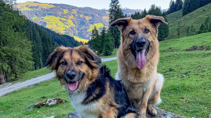 Urlaub mit Hunden in Fieberbrunn Urlaub mit Hunden in Fieberbrunn