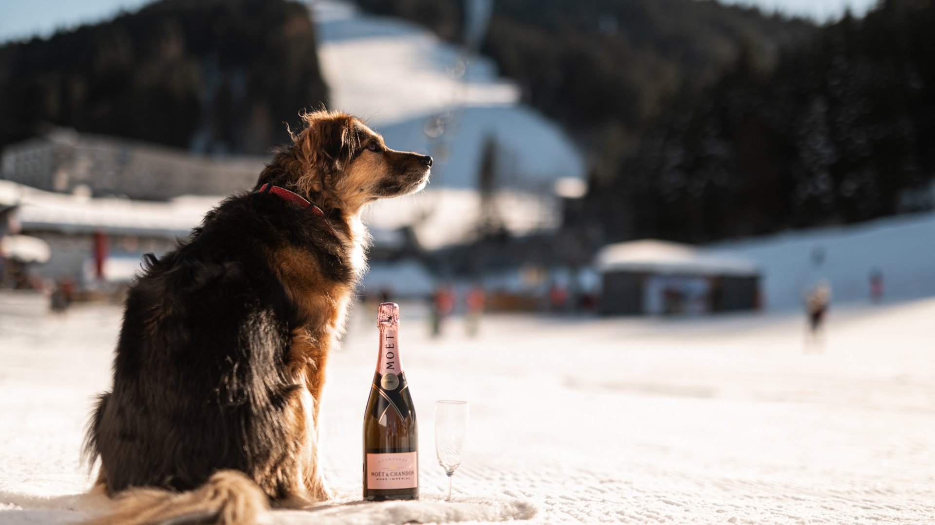 ADEA Lifestyle Suites – romantisches Hotel in Tirol Hund sitzt im Schnee neben einer Champagnerflasche und Glas vor Bergkulisse