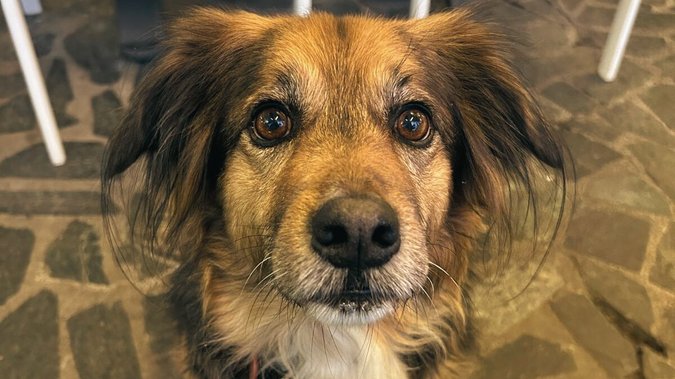 Urlaub mit Hunden in Fieberbrunn Urlaub mit Hunden in Fieberbrunn