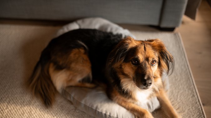 Urlaub im Wellnesshotel: mit Hund nach Tirol Braun-schwarzer Hund liegt auf grauem Hundebett vor Sofa