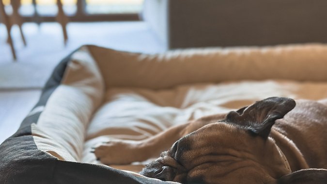 Urlaub mit Hunden in Fieberbrunn Urlaub mit Hunden in Fieberbrunn