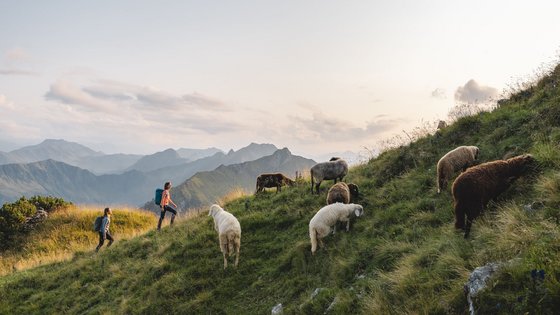 Kurzurlaub in Tirol: Wellness-Auszeit im ADEA Fieberbrunn Zwei Wanderer gehen an grasenden Schafen auf einem Berghang vorbei