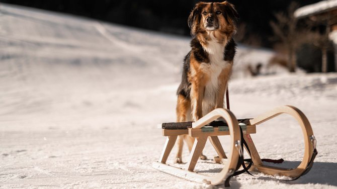 Winter hiking in Fieberbrunn: Try it out! Winter hiking in Fieberbrunn: Try it out!