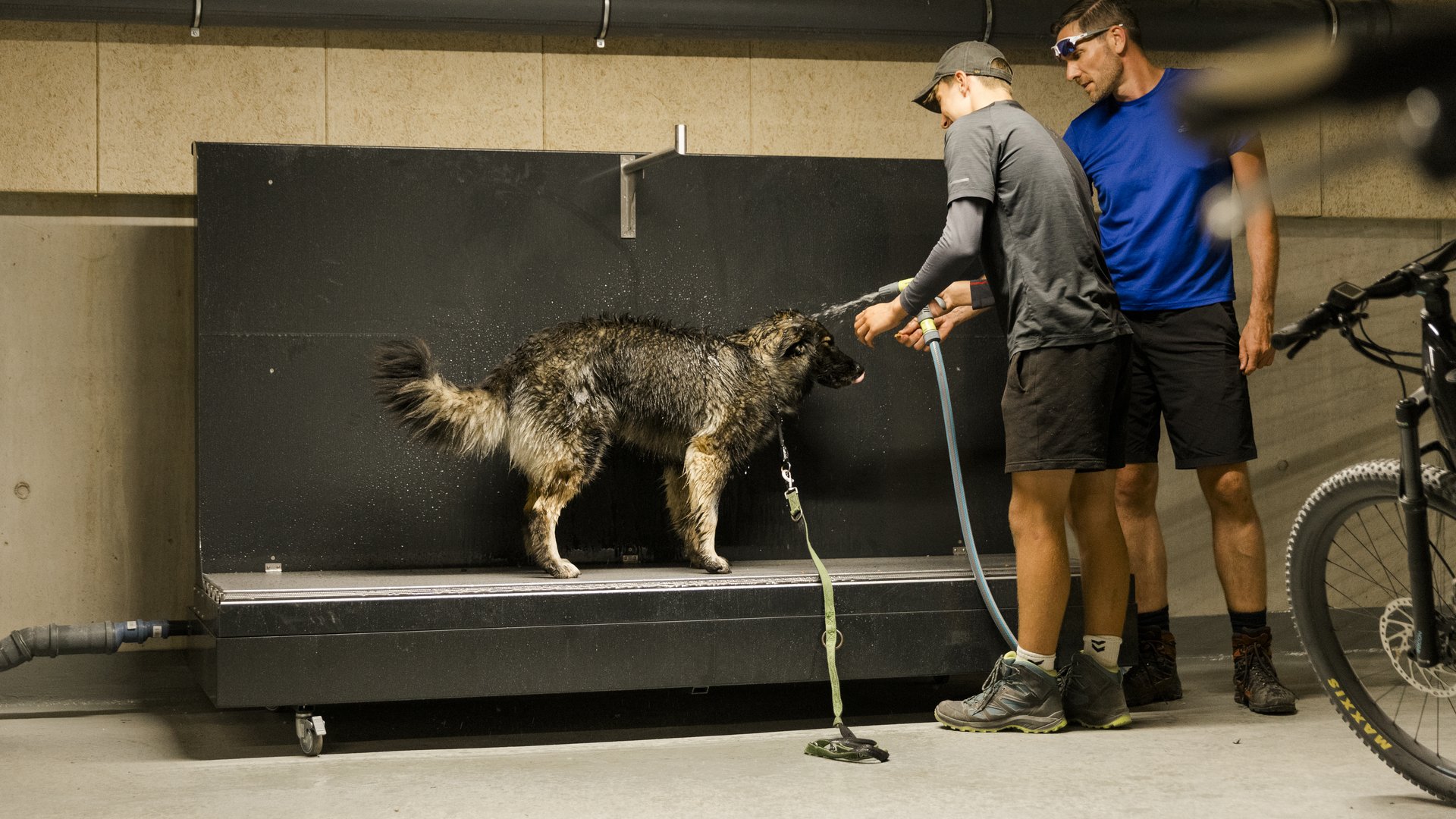 Hund wird von Vater und Sohn in der Waschanlage mit dem Schlauch abgespritzt Hund wird von Vater und Sohn in der Waschanlage mit dem Schlauch abgespritzt